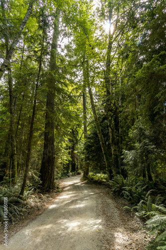 path inside tall cedar trees forest