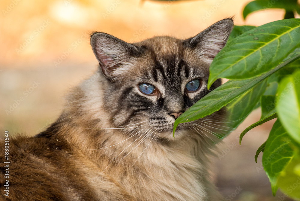long haired cat with blue eyes looking at you behind leaves long haired cat with blue eyes looking at you behind leaves