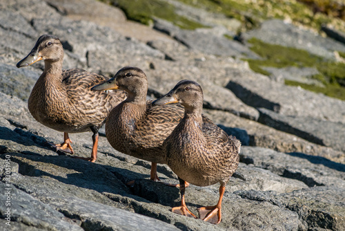 three young ducks walking on the shore under the sun