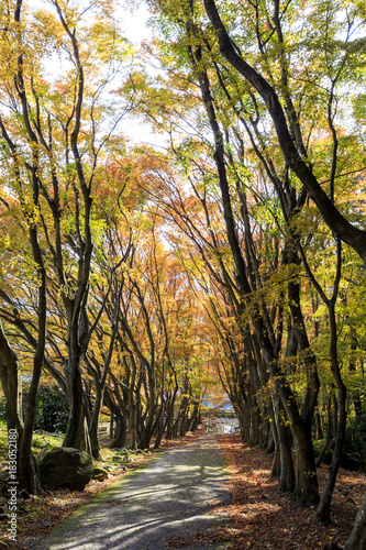 河内藤園の紅葉