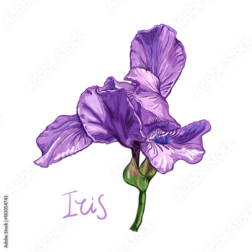 Purple Iris flower on a white background. Hand drawn sketch. Template, design element for the floral composition.