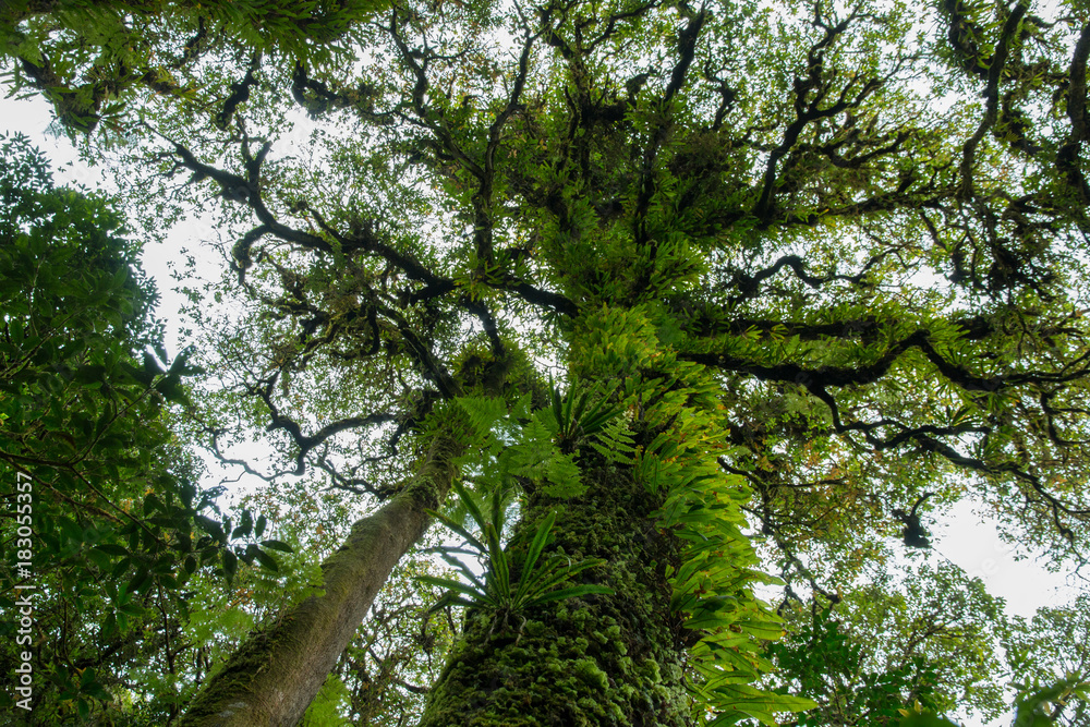 Fototapeta premium tree with moss in the rain forest.