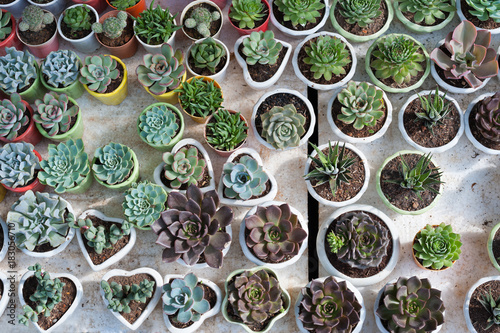 many various cacti in pots