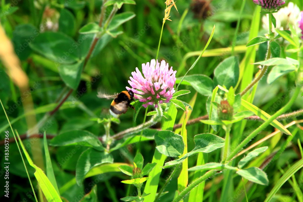 Clover and bee Clover and bee