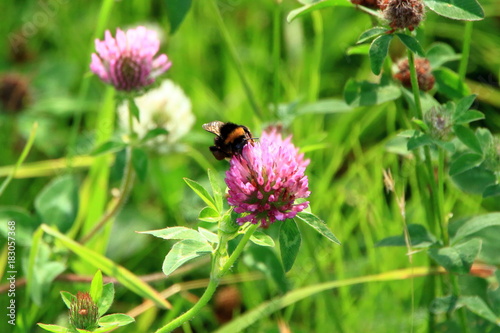 Clover and bee