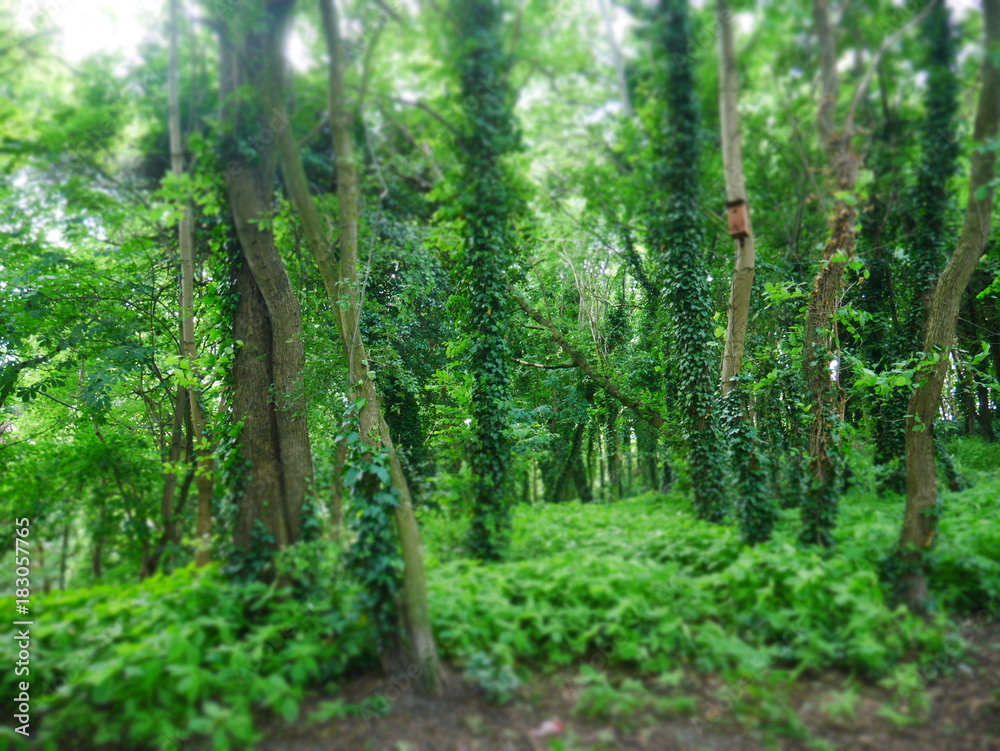 Wild Forest Wild Forest