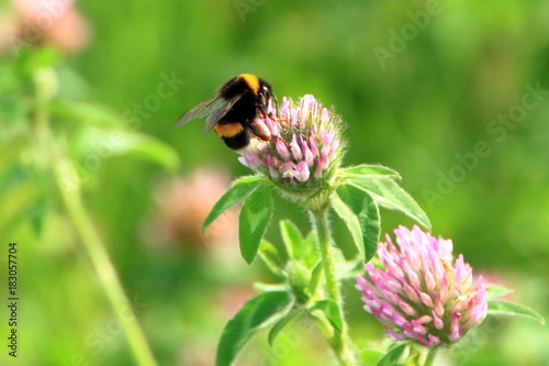 Clover and bee © tasch