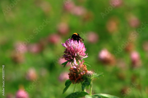 Clover and bee