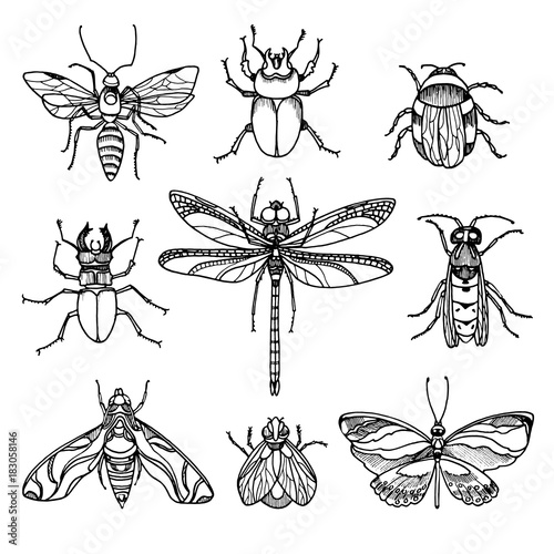 Set of insects on white background. Vector symbol