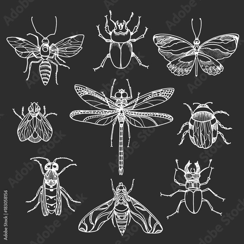 Set of white insects on black background. Vector symbol