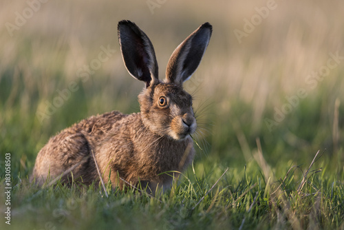 European hare (Lepus europaeus) leveret, Elmley Marshes National Nature Reserve, North Kent Marshes, Isle of Sheppey, Kent
