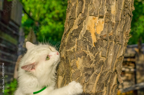 the cat is crawling on a tree photo