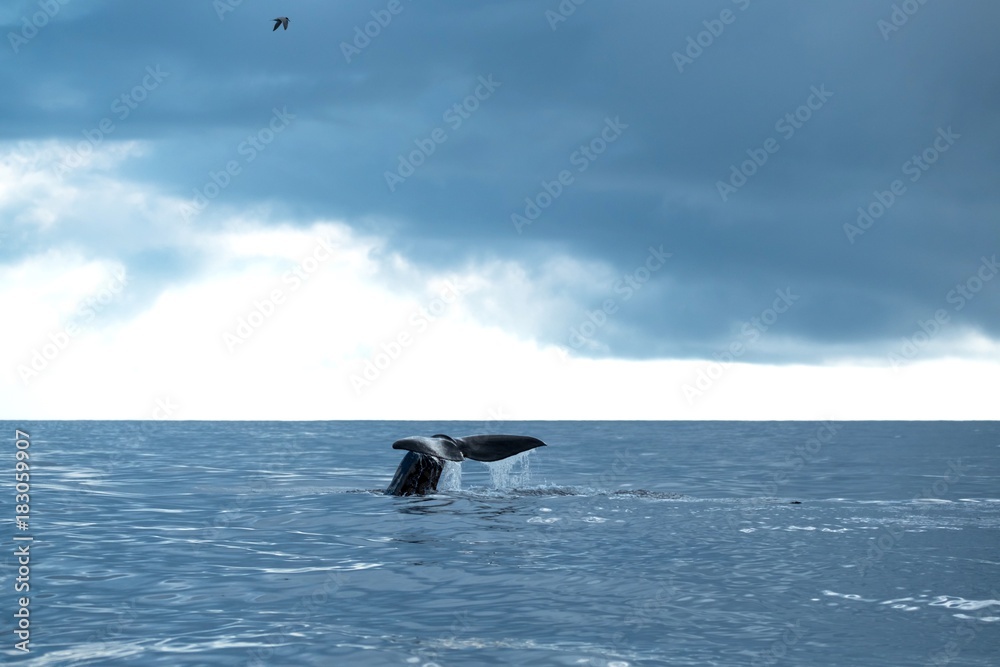 Sperm whale on a cloudy day in the Azores 