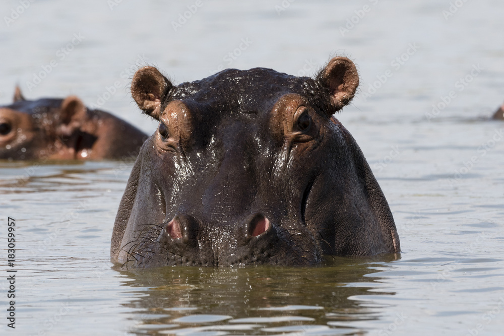 A Hippopotamus (Hippopotamus amphibius) looking at the camera, Tsavo, Kenya A Hippopotamus (Hippopotamus amphibius) looking at the camera, Tsavo, Kenya