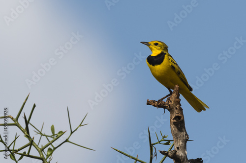 A male golden pipit (Tmetothylacus tenellus) on a branch, Tsavo, Kenya