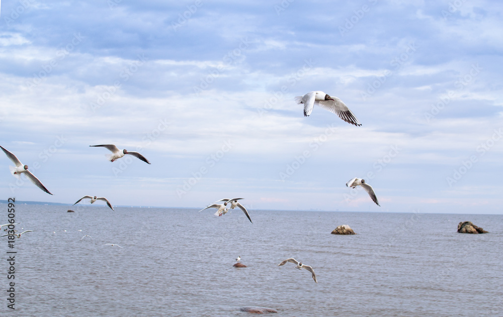 a lot of seagulls over the sea