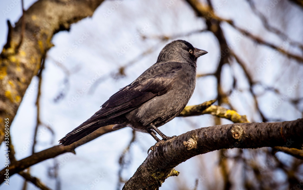 Jackdaw Jackdaw