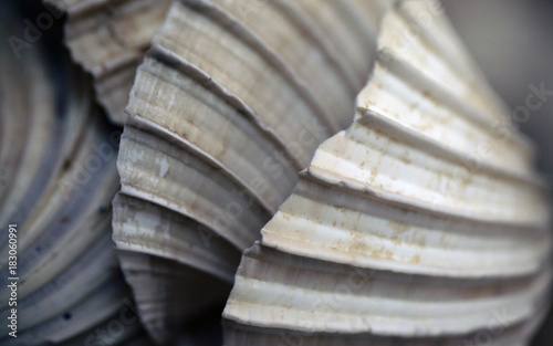 sea shells detail