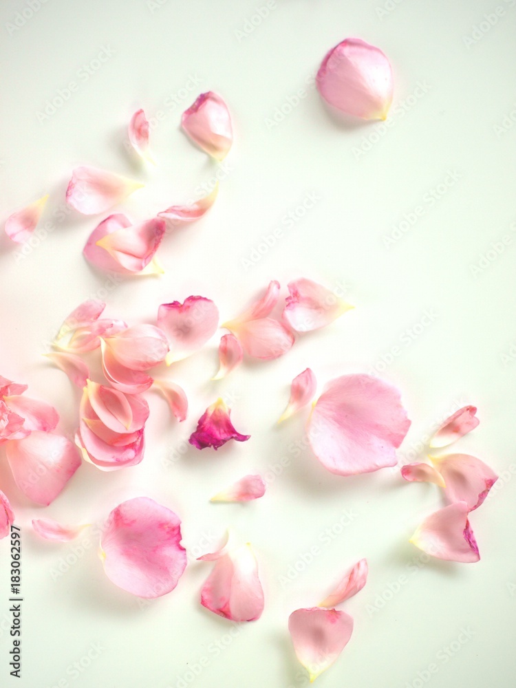 散った薔薇の花びら 白背景 背景素材 Stock Photo Adobe Stock