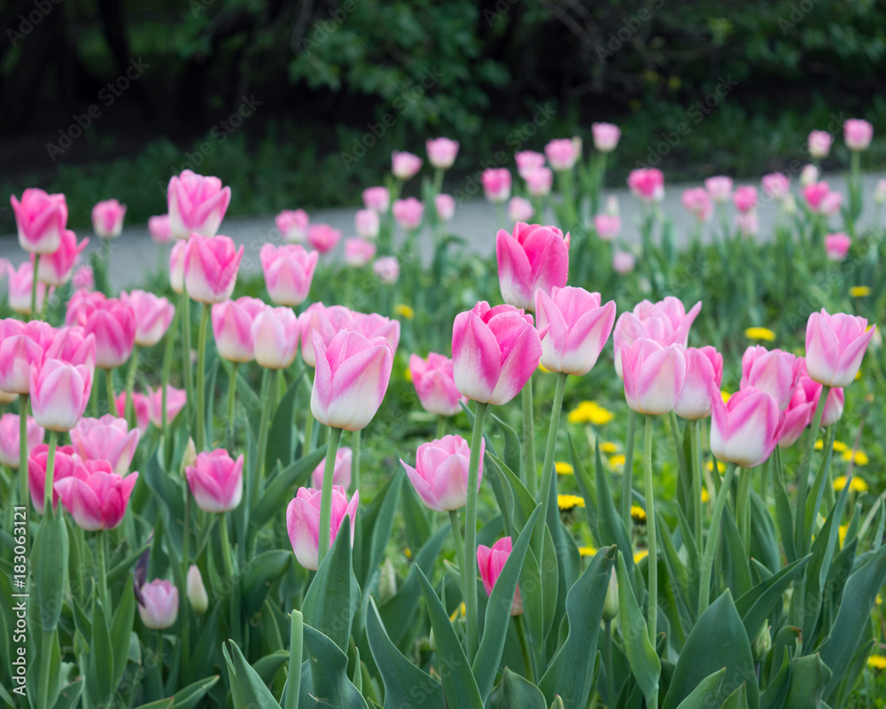 Adorable pink-and-white tulip Triump Dynasty blooming in city park in spring Adorable pink-and-white tulip Triump Dynasty blooming in city park in spring
