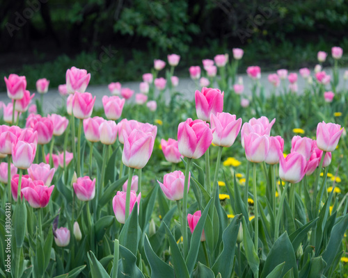 Adorable pink-and-white tulip Triump Dynasty blooming in city park in spring