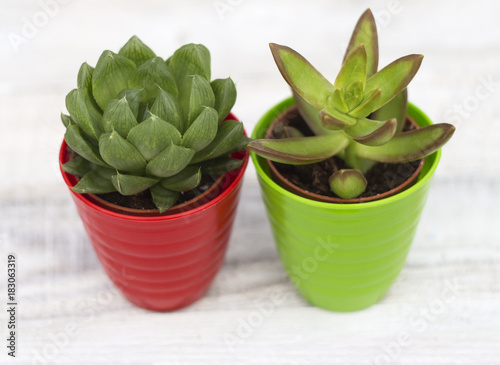 Cactus and succulent in green and red pots photo