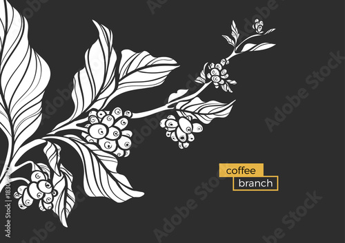White branch of coffee tree with leaves and natural coffee beans. Vector