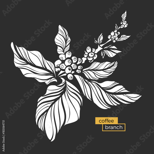 White branch of coffee tree with leaves and natural coffee beans. Vector