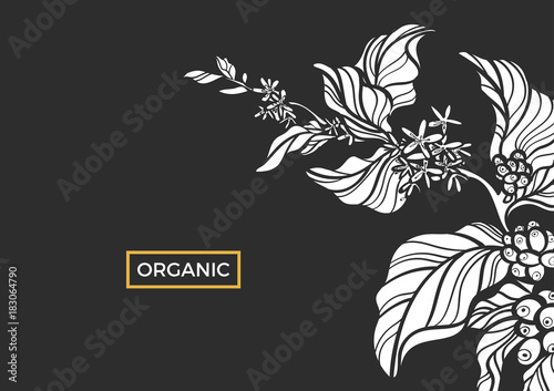 White branch of coffee tree with leaves, flowers and natural coffee beans. Vector
