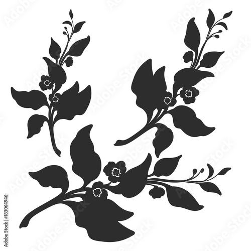Branch of tea bush with leaves and flowers. Botanical illustration. Vector