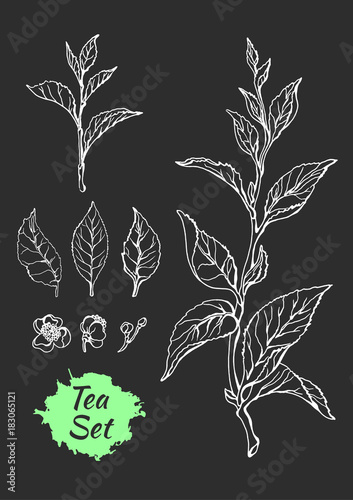 Set of tea bush branches with leaves. Vector
