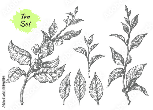 Set of tea bush branches. Botanical drawing. Vector