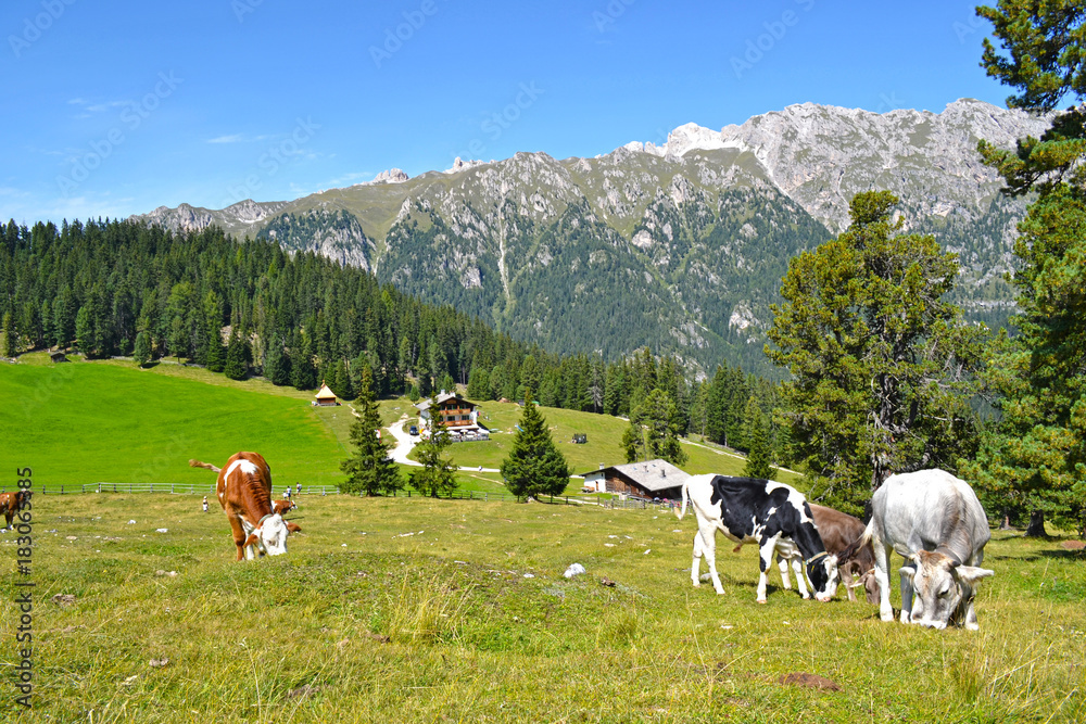 Obraz premium wild cows, dolomites, italy