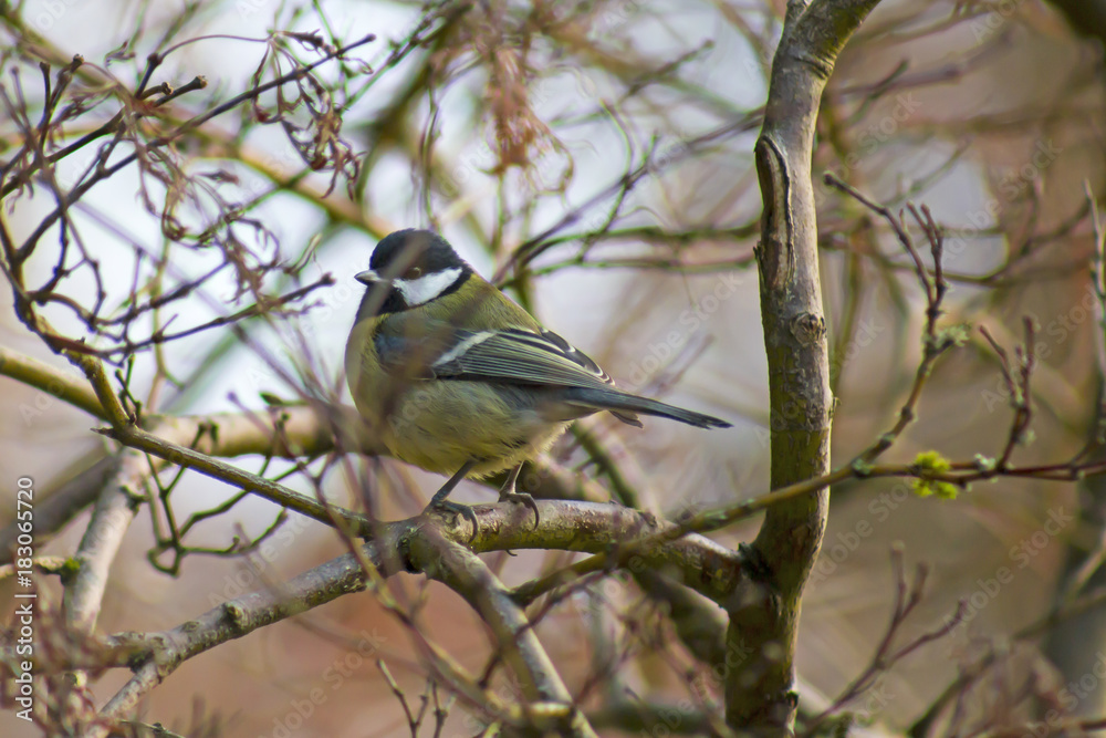 Great tit sitting on a branch Great tit sitting on a branch