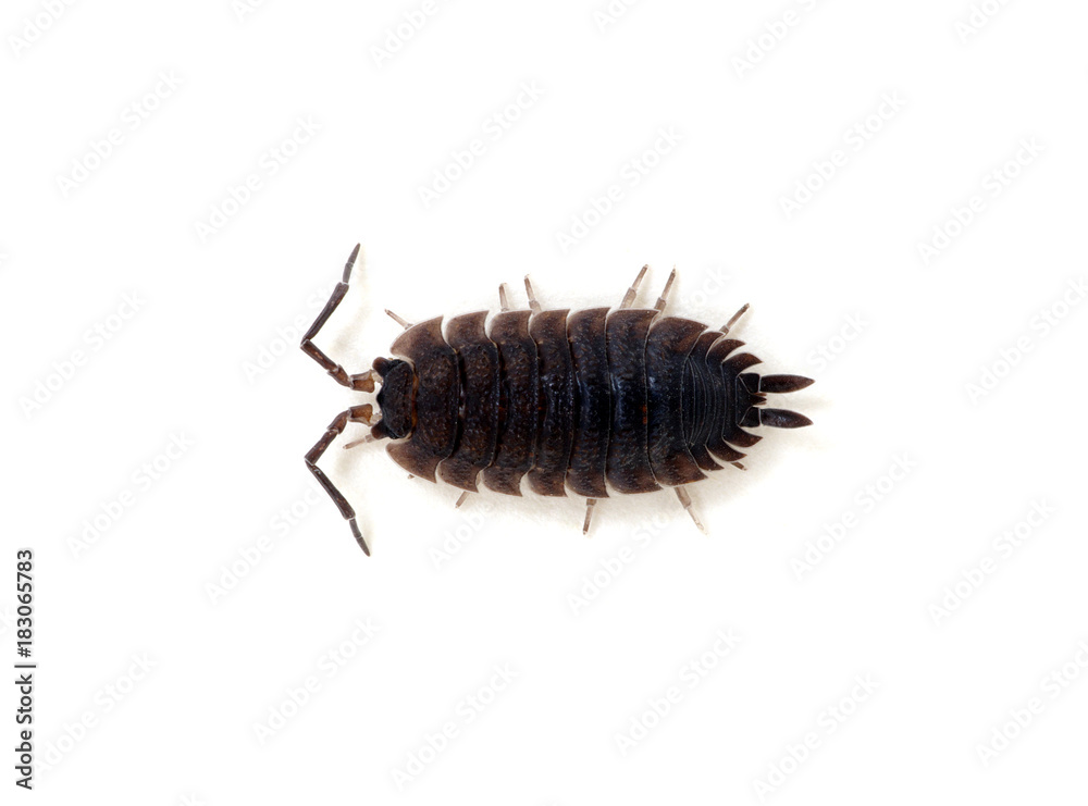 Woodlouse isolated on white Woodlouse isolated on white