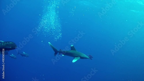 Wallpaper Mural White tips shark in the Red Sea Torontodigital.ca