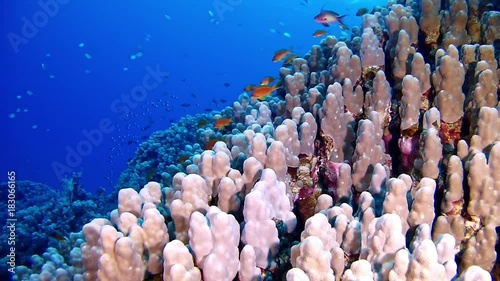 Red sea scuba diving - Coral reef  underwater landscape photo