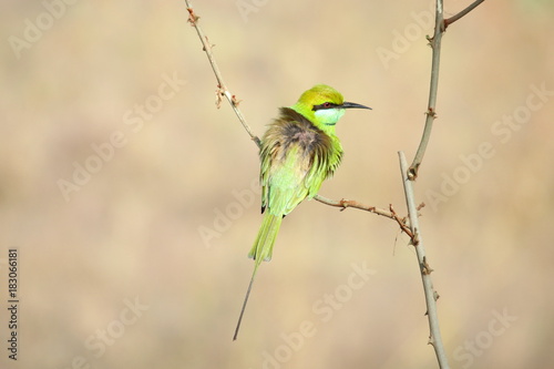 Green Bee- Eater 