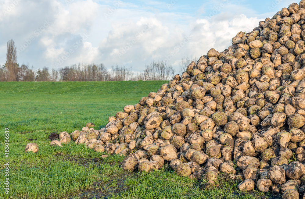 Just harvested sugar beets on a large heap