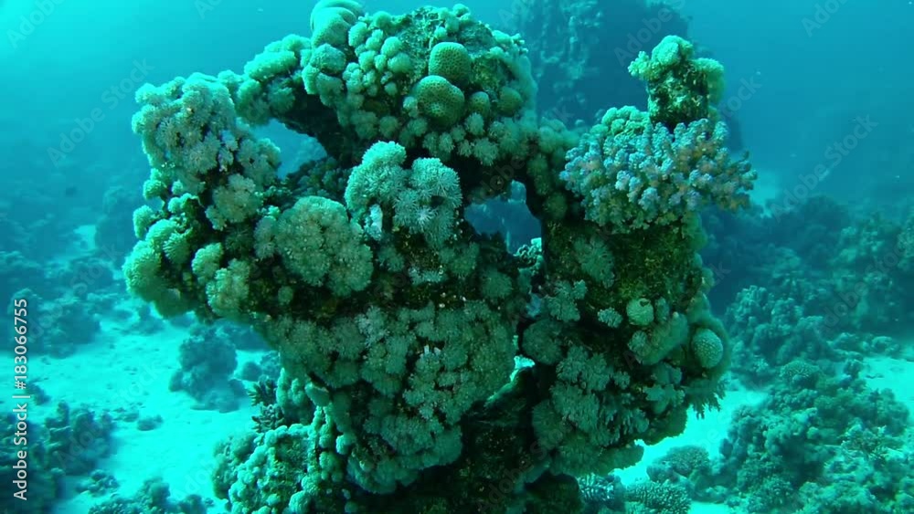 Underwater coral pinnacle in the Red Sea Underwater coral pinnacle in the Red Sea