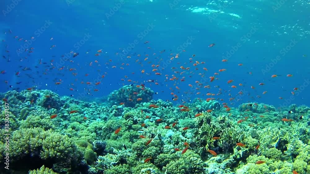Scuba diving - Red Sea coral reef Scuba diving - Red Sea coral reef