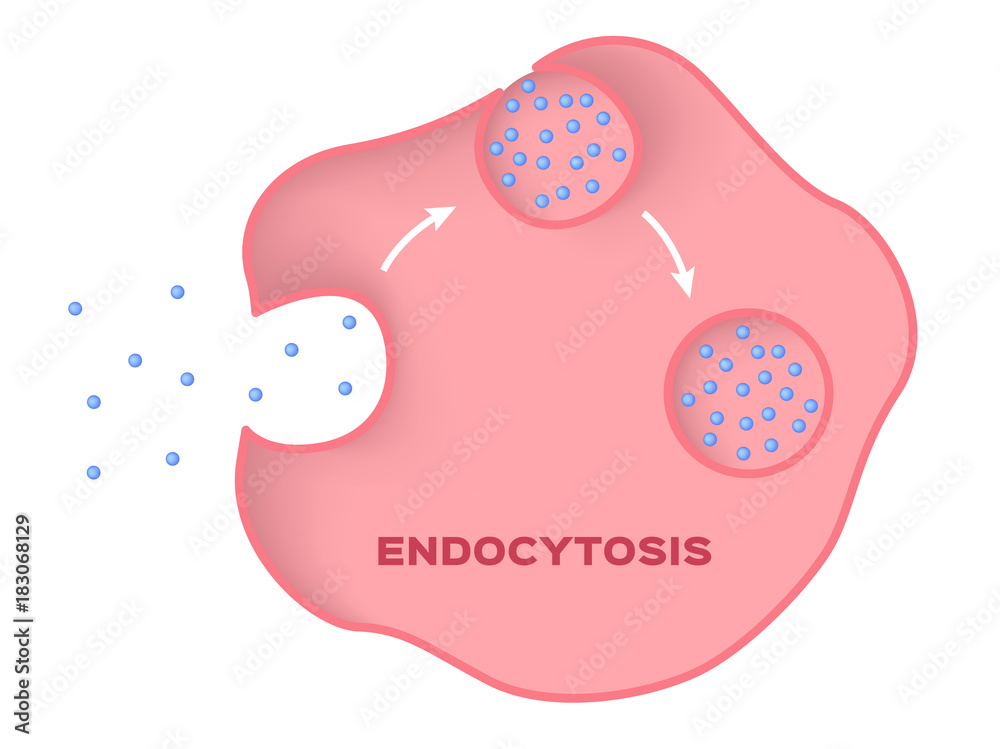 Vetor de The transport of macromolecules into a cell / Endocytosis ...