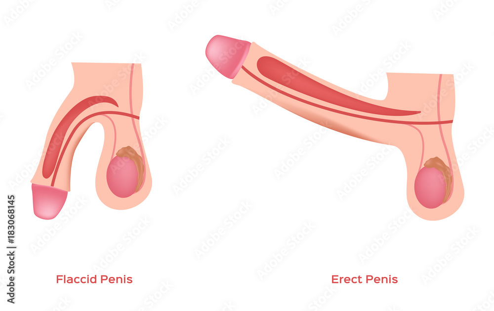 categoria penisului