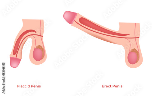 Fotobehang erect and flaccid penis and dick vector / sex education / graphic