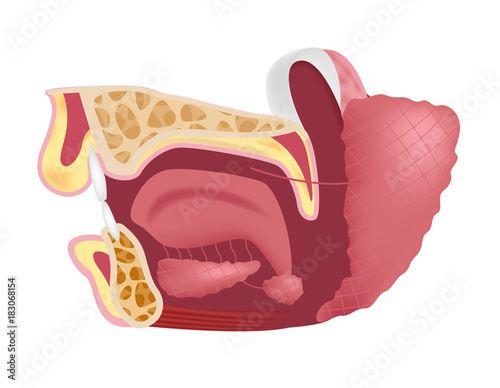 Salivary glands ( sublingual, submandibular and parotid gland )