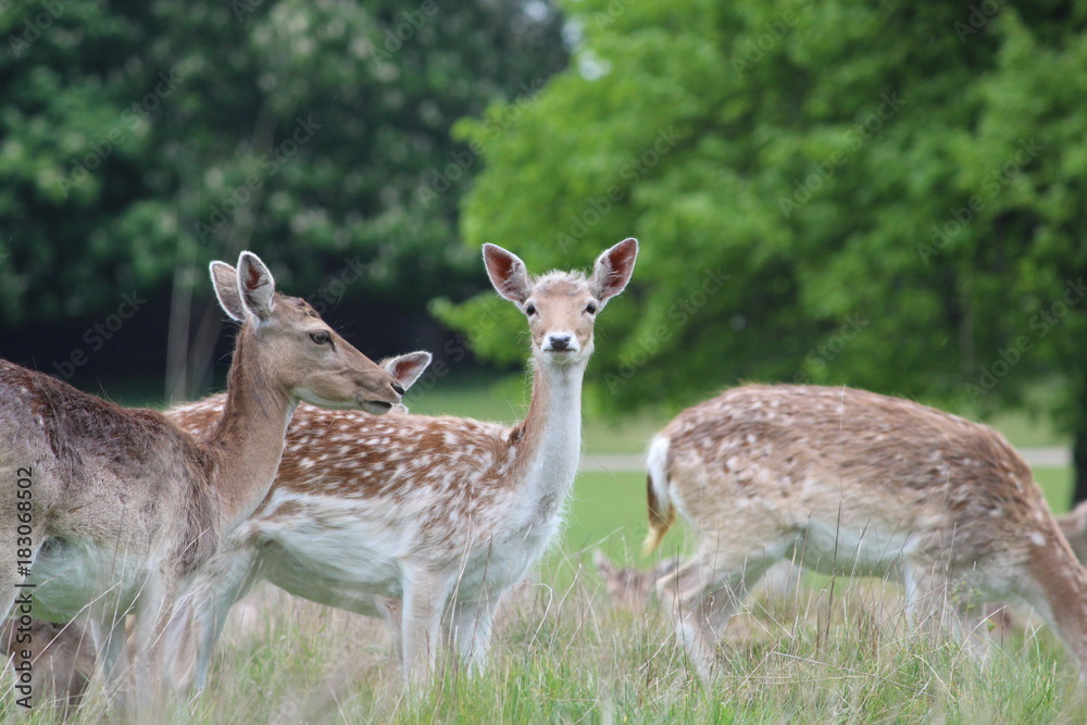 Fallow deer in the park