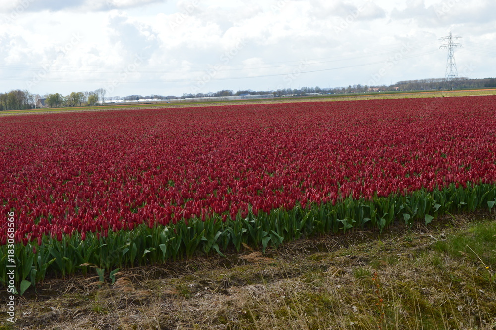 Noordoostpolder, Netherlands, field of tulips.