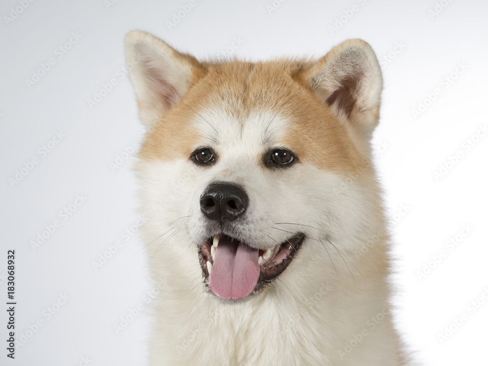 Akita puppy dog portrait. Image taken in a studio with white background. Akita puppy dog portrait. Image taken in a studio with white background.