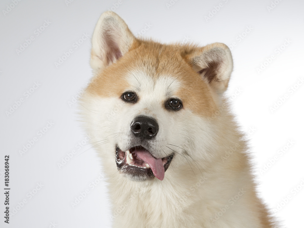 Akita puppy dog portrait. Image taken in a studio with white background. Akita puppy dog portrait. Image taken in a studio with white background.