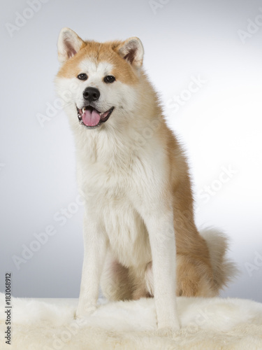 Akita puppy dog portrait. Image taken in a studio with white background.